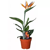 Стрелиция королевская - Strelitzia reginae D12 H40