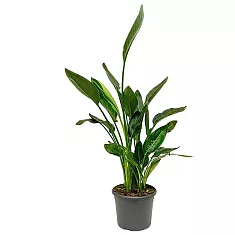 Стрелиция Николай - Strelitzia Nicolai D22 H110