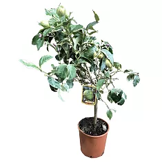 Розовый варьегатный лимон - Limone variegato D22 H80