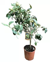 Розовый варьегатный лимон 80 см