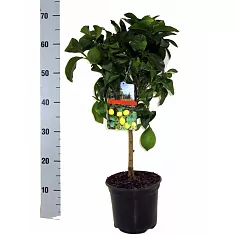Лимонное дерево - Citrus limon D20 H70