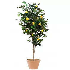 Лимонное дерево - Citrus limon D46 H170