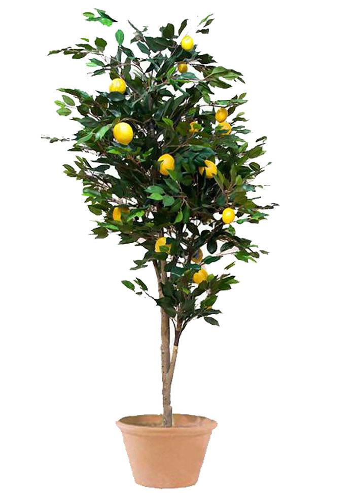 Лимонное дерево - Citrus limon D46 H170