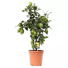 Лимонное дерево - Citrus limon D25 H100