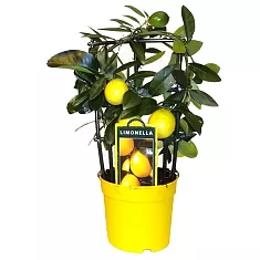 Лимонное дерево - Citrus limon D14 H40