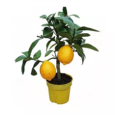 Лимонное дерево - Citrus limon D12 H30