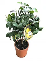 Круглый лимон Амалфитано 70 см