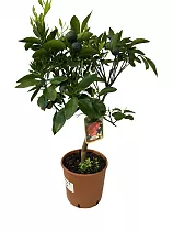 Клементин Амоа 8 - Citrus clementina amoa 8 D22 H75