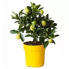 Лимонное дерево - Citrus limon D14 H35