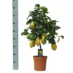 Лимон Мейера  - Citrus limon D22 H80