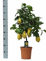 Лимонное дерево - Citrus limon D22 H80