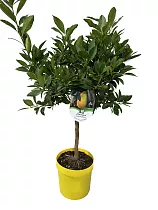 Лаймкват Таварес - Citrus Limequat Tavares D21 H80