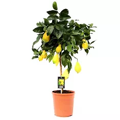 Лимон Мейера  - Citrus limon D22 H90