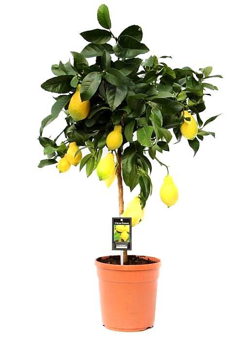 Лимонное дерево - Citrus limon D22 H90