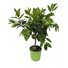 Бергамот Фемминелло - Citrus bergamia Femminello  D21 H90