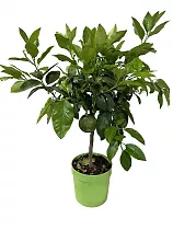 Бергамот Фемминелло - Citrus bergamia Femminello  D21 H90