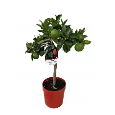 Апельсин Моро - Citrus sinensis cv. Moro D21 H70