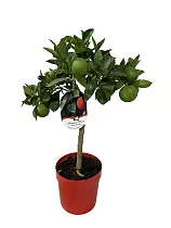 Апельсин Моро - Citrus sinensis cv. Moro D21 H70