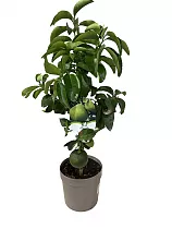 Таитянский Помело/Саравак - Tahitian / Sarawak pomelo D21 H80