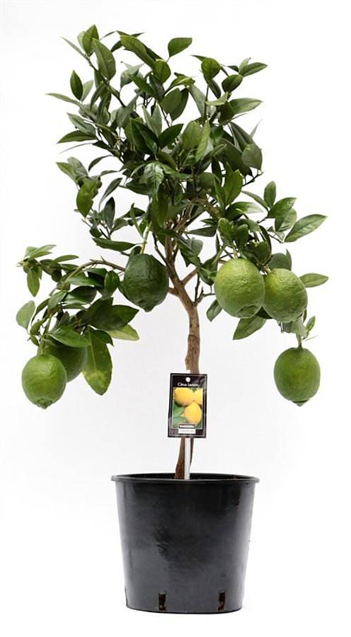 Лимонное дерево - Citrus limon D22 H85