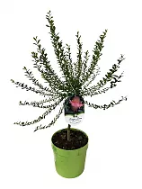 Микроцитрус Австралийский пальчиковый лайм Вайчоп - Microcitrus australasica Wauchope Disponibile  D21 H70
