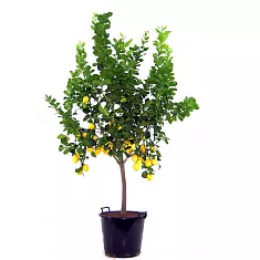 Лимонное дерево - Citrus limon D46 H150