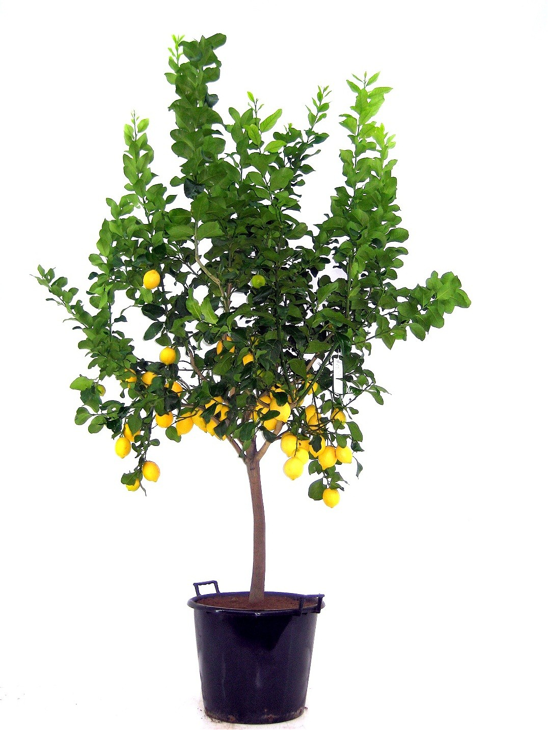 Лимонное дерево - Citrus limon D46 H150