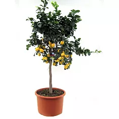 Лимонное дерево - Citrus limon D46 H200