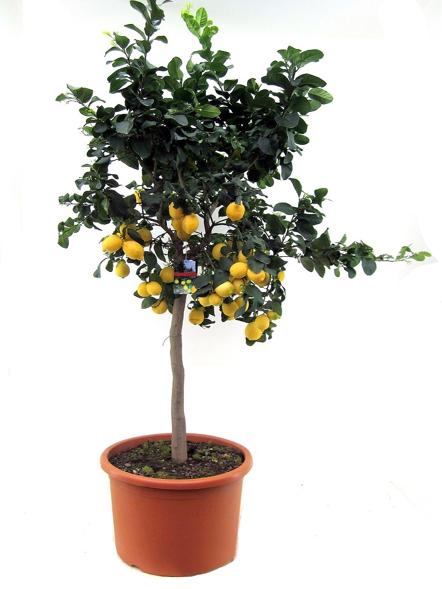 Лимонное дерево - Citrus limon D46 H200