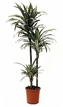 Драцена Варнески - Dracaena Warneckei D30 H180