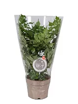 Радермахера китайская - Radermachera chinensis D10 H20