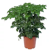 Радермахера китайская - Radermachera sinica D15 H40