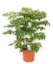 Радермахера китайская - Radermachera chinensis D17 H60