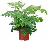 Радермахера китайская - Radermachera sinica D12 H30