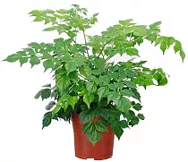 Радермахера китайская - Radermachera sinica D12 H30