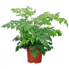 Радермахера китайская - Radermachera sinica D12 H30