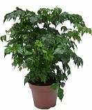 Радермахера китайская - Radermachera sinica D18 H45