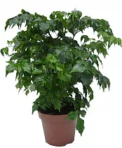 Радермахера китайская - Radermachera sinica D18 H45