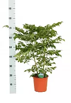 Радермахера китайская - Radermachera chinensis D19 H75