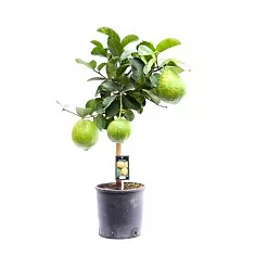 Помело, или помпельмус, или шеддок - Citrus maxima D22 H85