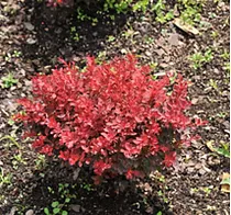 Барбарис тунберга Файрбол - Berberis thunbergii Fireball D3 H15-20