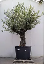 Оливковое дерево, маслина европейская - Olea Op Stam Vertakt D80 H250