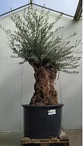 Оливковое дерево бонсай - Olea Op Stam Vertakt D100 H250