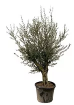Оливка Лорк - Olea Europaea Lorc Xl D55 H230