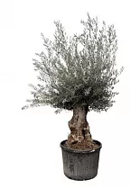 Бонсай Олива - Olea Europaea Bonsai Xl D90 H250