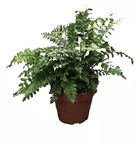 Многорядник Брауна - Polystichum braunii D12 H25