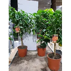 Апельсин каналикулята - Sinensis canaliculata D22 H80