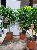 Апельсин каналикулята - Sinensis canaliculata D22 H80