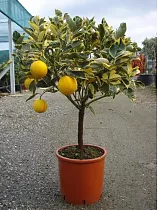 Вариегатный апельсин - Sinensis variegato D20 H80