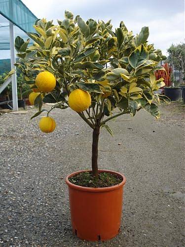 Вариегатный апельсин - Sinensis variegato D20 H80